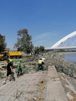 "Zelenilo" krčilo stabla i pale grane na skoro 150 lokacija u Novom Sadu, za desetak dana gotova kompletna sanacija (FOTO) 13