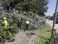 "Zelenilo" krčilo stabla i pale grane na skoro 150 lokacija u Novom Sadu, za desetak dana gotova kompletna sanacija (FOTO) 2