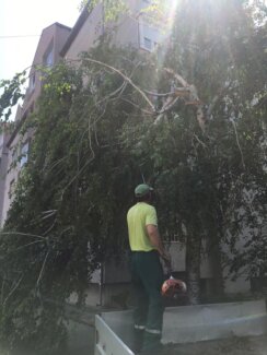 "Zelenilo" krčilo stabla i pale grane na skoro 150 lokacija u Novom Sadu, za desetak dana gotova kompletna sanacija (FOTO) 12