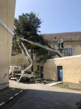 IMG_6493 "Zelenilo" krčilo stabla i pale grane na skoro 150 lokacija u Novom Sadu, za desetak dana gotova kompletna sanacija (FOTO) 11