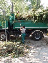 "Zelenilo" krčilo stabla i pale grane na skoro 150 lokacija u Novom Sadu, za desetak dana gotova kompletna sanacija (FOTO) 9