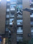 "Zelenilo" krčilo stabla i pale grane na skoro 150 lokacija u Novom Sadu, za desetak dana gotova kompletna sanacija (FOTO) 7