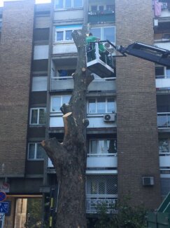 IMG_6496 "Zelenilo" krčilo stabla i pale grane na skoro 150 lokacija u Novom Sadu, za desetak dana gotova kompletna sanacija (FOTO) 7
