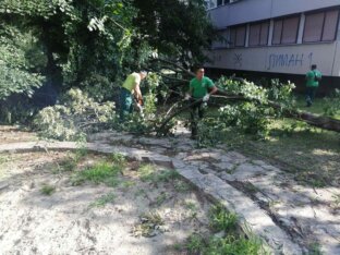 IMG_6497 "Zelenilo" krčilo stabla i pale grane na skoro 150 lokacija u Novom Sadu, za desetak dana gotova kompletna sanacija (FOTO) 8