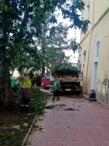 "Zelenilo" krčilo stabla i pale grane na skoro 150 lokacija u Novom Sadu, za desetak dana gotova kompletna sanacija (FOTO) 5