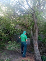 "Zelenilo" krčilo stabla i pale grane na skoro 150 lokacija u Novom Sadu, za desetak dana gotova kompletna sanacija (FOTO) 6