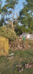 "Zelenilo" krčilo stabla i pale grane na skoro 150 lokacija u Novom Sadu, za desetak dana gotova kompletna sanacija (FOTO) 3