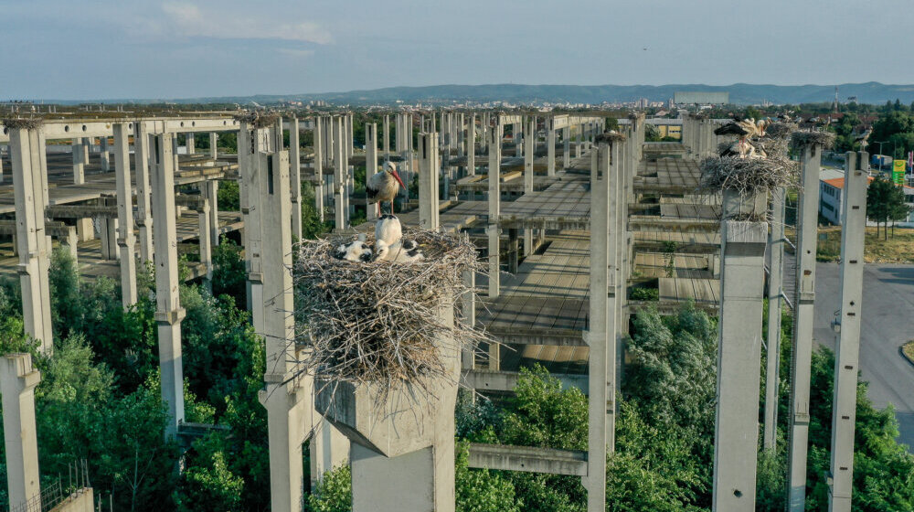 Može li se sprečiti stradanje ptica na dalekovodima: Čemu nas uči slučaj sa Novog groblja u Nišu? 1