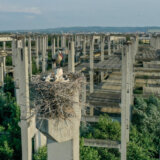 Može li se sprečiti stradanje ptica na dalekovodima: Čemu nas uči slučaj sa Novog groblja u Nišu? 7