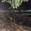 U Novom Sadu drvo palo na trafiku, nakon akcije spasavanja izvučena radnica 4