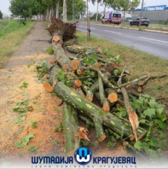 Otklanjanje posledica nevremena u Kragujevcu (FOTO) 6