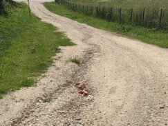 "Nošenje belih starki - misaona imenica": Tarina ulica u Kragujevcu već sedmu deceniju bez infrastrukture (FOTO) 3