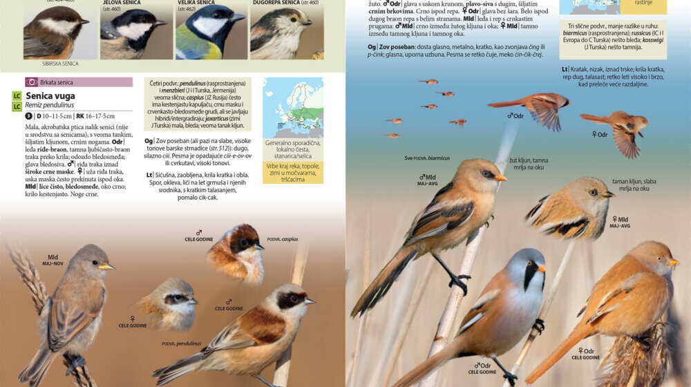 Objavljen prvi sveobuhvatni vodič za raspoznavanje divljih ptica na srpskom jeziku 1
