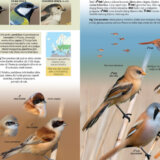 Objavljen prvi sveobuhvatni vodič za raspoznavanje divljih ptica na srpskom jeziku 5