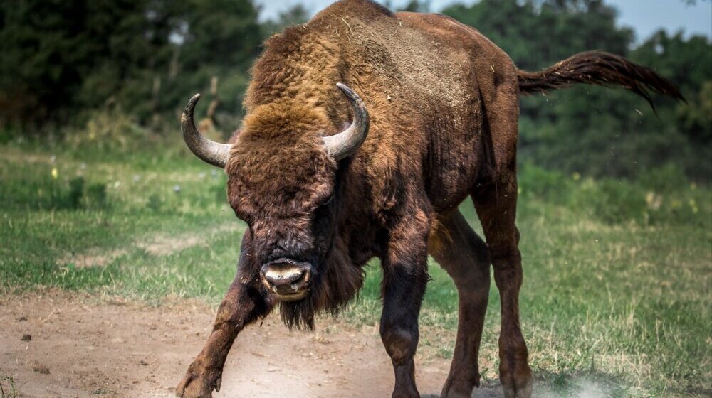 Bizon Đuka i bizonke pronađeni i vraćeni u ograđeni deo: Tokom oluje divljač pobegla sa uzgajališta na Fruškoj gori 1