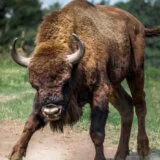 Bizon Đuka i bizonke pronađeni i vraćeni u ograđeni deo: Tokom oluje divljač pobegla sa uzgajališta na Fruškoj gori 8