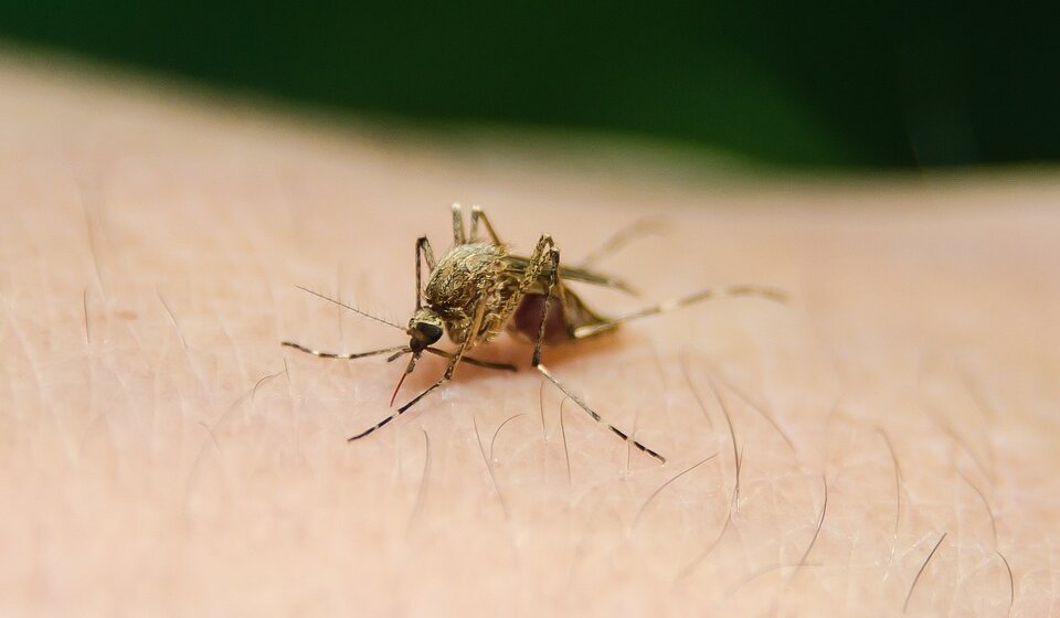 Batut: U Srbiji, u ovoj godini, 16 obolelih od groznice Zapadnog Nila 1