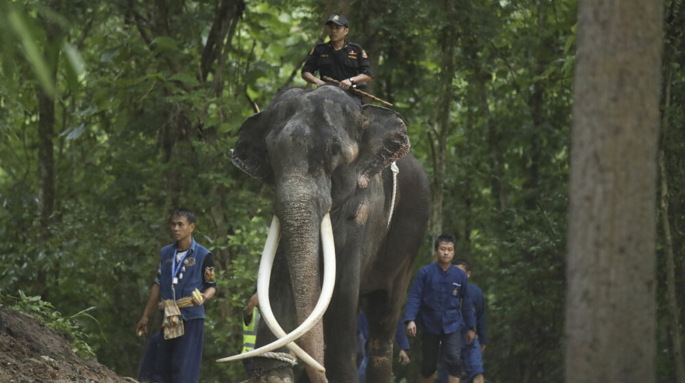 Posle diplomatskog spora, slon iz Šri Lanke vraćen u Tajland 1