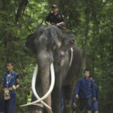 Posle diplomatskog spora, slon iz Šri Lanke vraćen u Tajland 6