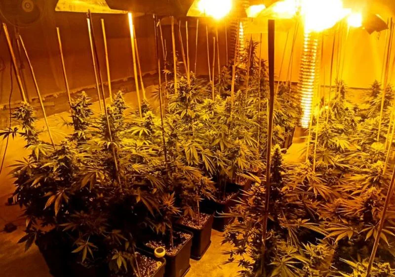 U okolini Varvarina pronađena labaratorija za uzgoj marihuane 1