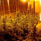 U okolini Varvarina pronađena labaratorija za uzgoj marihuane 1