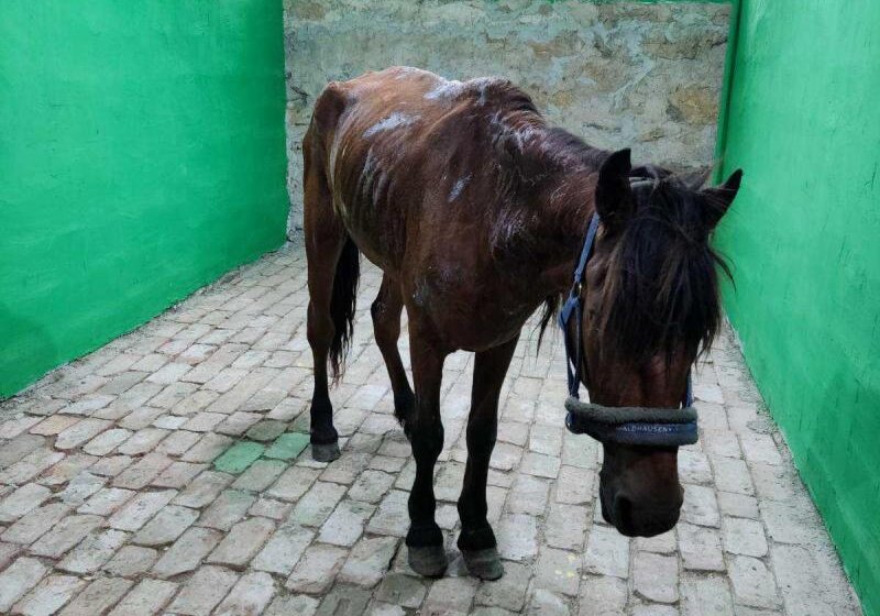 Poslanica Milenković- Kerković: Nišu je potrebna Služba za spašavanje životinja, a Grad mora da pomogne udruženju Zoo planet koje to već radi iz entuzijazma 1