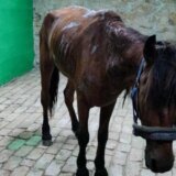 Poslanica Milenković- Kerković: Nišu je potrebna Služba za spašavanje životinja, a Grad mora da pomogne udruženju Zoo planet koje to već radi iz entuzijazma 4