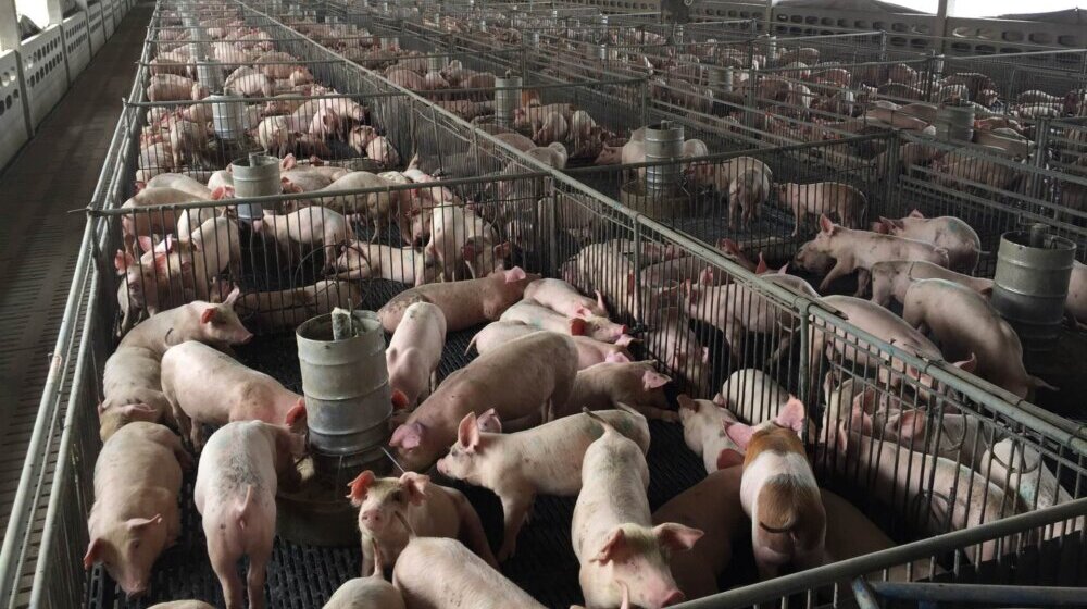 Afrička kuga svinja zabeležena u pet sela na području Zrenjanina 1