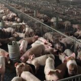 LSV: Hitno pomoći stočarima zbog svinjske kuge 11
