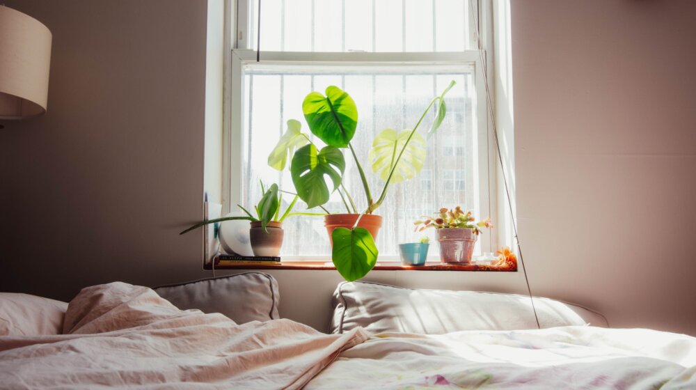 Deset sobnih biljaka koje će ulepšati vaš životni prostor, a uspevaju baš svakome 1