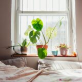 Deset sobnih biljaka koje će ulepšati vaš životni prostor, a uspevaju baš svakome 10