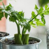 Zasadite celer na terasi: Lepo izgleda i tera insekte 3
