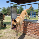 Ministarstvo odbrane: U Nišu u toku obuka vojnih službenih pasa za specijalna dejstva 10