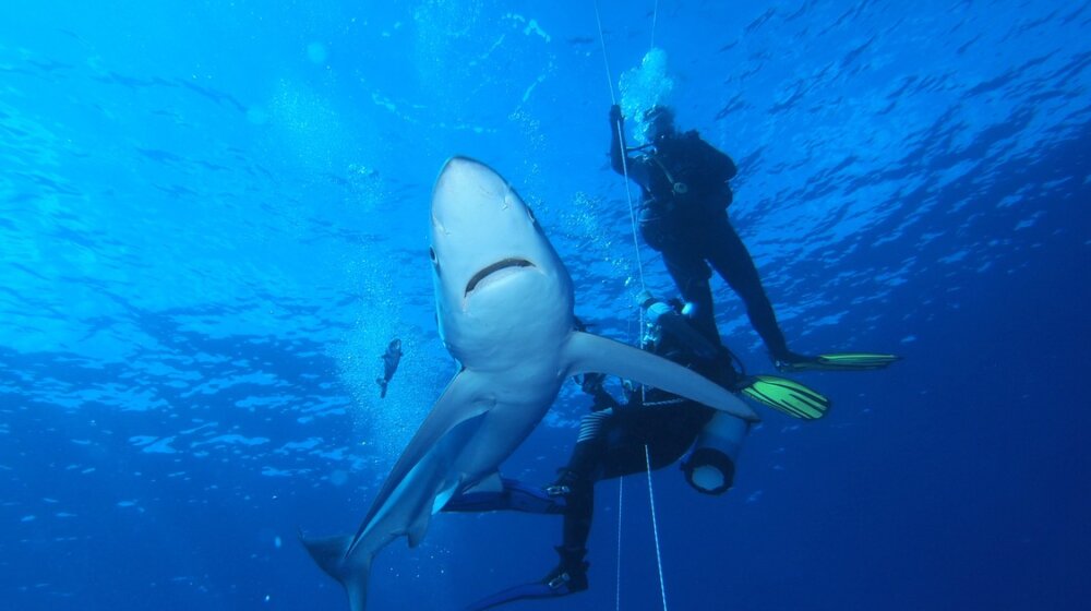 Ajkula u Grčkoj: Pogledajte snimak predatora na samo 80 metara od obale 1