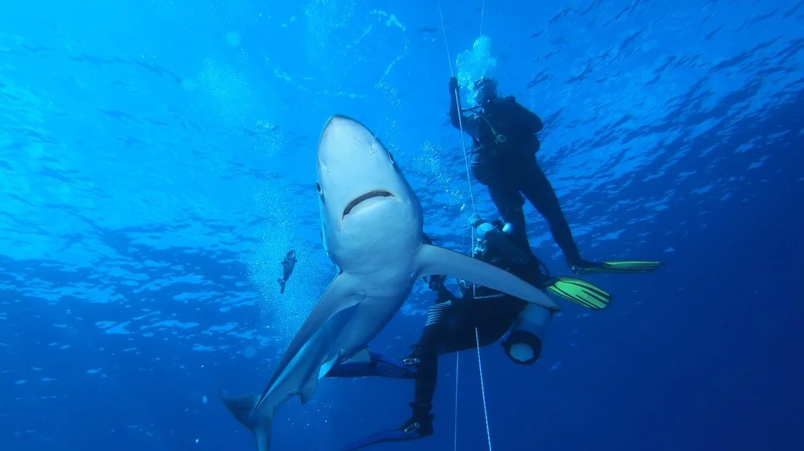 Καρχαρίας στην Ελλάδα: δείτε το βίντεο του αρπακτικού μόλις 80 μέτρα από την ακτή – Ζωή