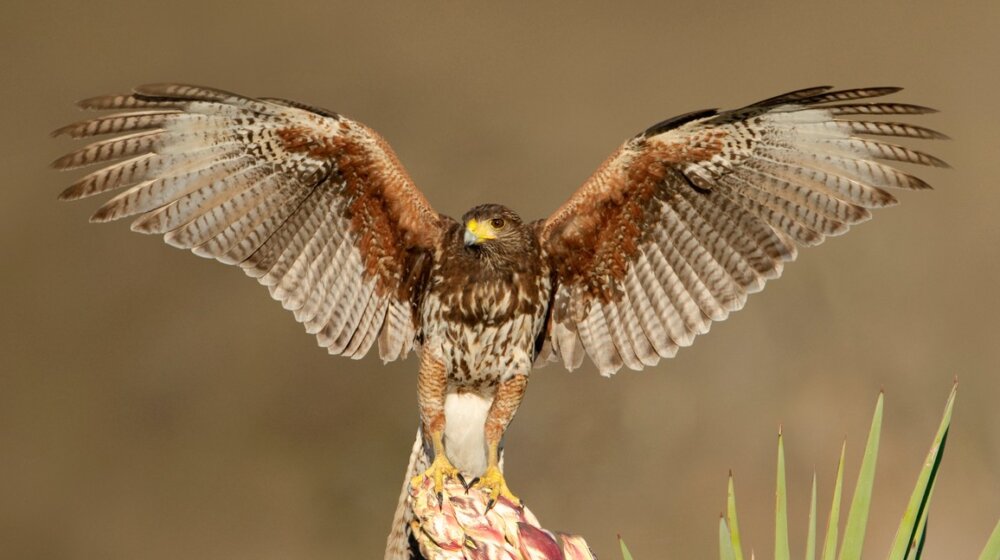 Nemački grad bori se sa najezdom vrana: Zaposlili su američkog jastreba 1