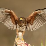 Nemački grad bori se sa najezdom vrana: Zaposlili su američkog jastreba 2