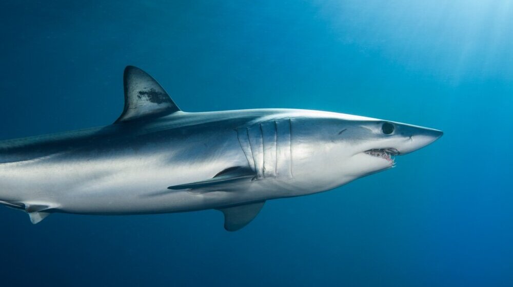 (VIDEO) Majka heroj: Spasila ćerkicu od ajkule, pa preminula od posledica ugriza 1