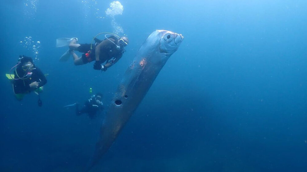 Blizu kopna pojavila se riba koja je predznak zemljotresa i prirodnih katastrofa 1