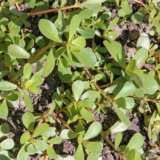 Tušt: Ima ga na svakoj livadi u gradu, mnogi misle da je korov, a jako je lekovita biljka 1