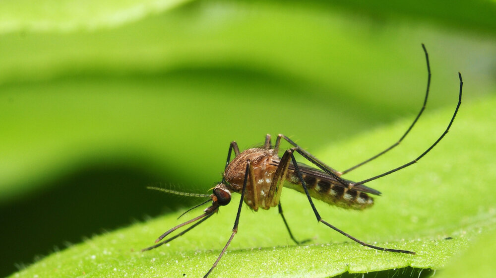 Denga groznica preti polovini svetske populacije, upozorava SZO 13