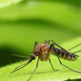 Denga groznica preti polovini svetske populacije, upozorava SZO 10