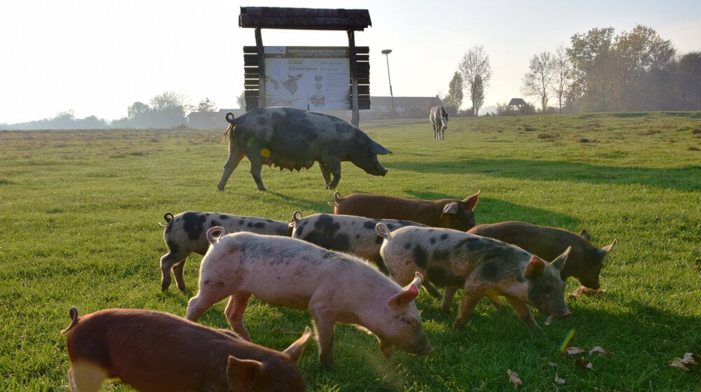 LSV: Striktna i neselektivna kontrola svinja sprečiće kugu 1