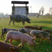 "Srbija može ostati bez ijedne svinje": Šta nas čeka ako kuga zahvati velike farme? 2