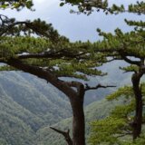 Najstarija prašuma u Evropi nalazi se u našem komšiluku i izgleda nestvarno 2