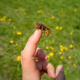 Šta uraditi kada vas ubode stršljen: Ne pravite ovu grešku, može biti kobna 4
