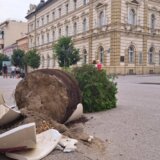 Gradsko zelenilo: Od novembra počinje sadnja drveća u Novom Sadu, saniraju se štete od oluje 11