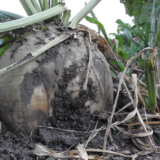 Ove godine šećerna repa na 32.500 hektara 8