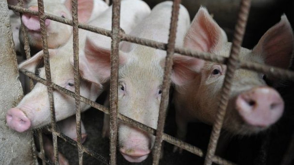 Životinje i bolesti: Afrička svinjska kuga na Balkanu, šta mogu da budu posledice 3 Svinje u oboru