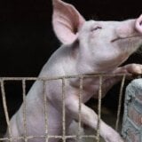 Životinje i bolesti: Afrička svinjska kuga na Balkanu, šta mogu da budu posledice 9